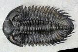 Coltraneia Trilobite Fossil - Huge Faceted Eyes #106982-1